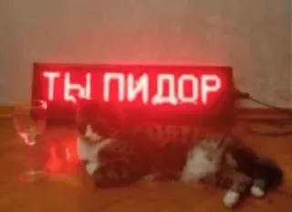 🍷 f9ca9cc4 ТЫ ПИДОР beleidigend, russisch, Katze, Beleidigung telegram sticker