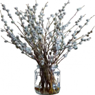 🌸 310744d0 tanaman, buket, dedalu, cabang, alam, musim semi telegram sticker