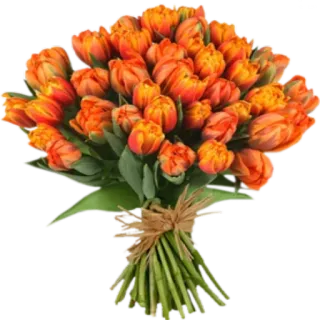 🌸 6ae3bdc1 bunga, tulip, buket, oranye, bunga, alam telegram sticker