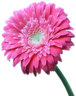 🌸 86464c6b bunga, merah muda, gerbera, daisy, alam, floral telegram sticker