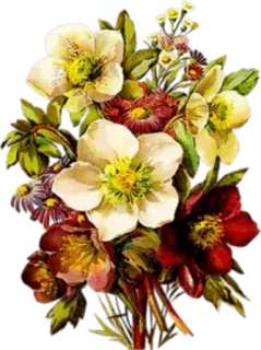 🌸 9f0653e0 bunga, buket, rangkaian bunga, alam, putih, merah, dekoratif telegram sticker