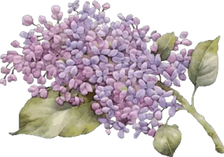 🌸 3cd656af lilac, flower, purple, nature, floral, spring telegram sticker