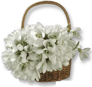🌹 aad7fb25 flowers, snowdrops, basket, spring, white, floral telegram sticker