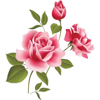 🌹 ab5d1423 flower, rose, pink, floral, nature, plant telegram sticker