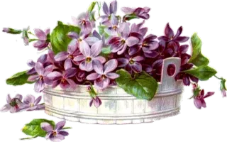 🌸 d83fde48 flowers, violet, floral, plant, bucket telegram sticker
