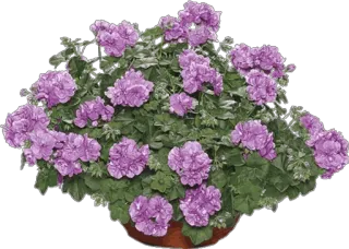 🌸 ef987e30 flower, flowers, plant, geranium, lilac telegram sticker