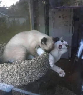 Ciao telegram stickers