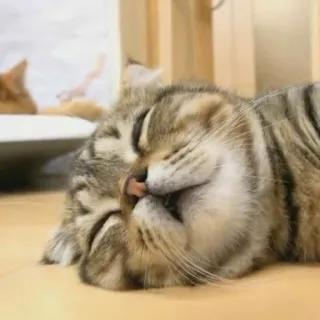 🐱 0202bfd1 chat, dormir, animal, animal de compagnie, mignon, chat domestique, tigré telegram sticker