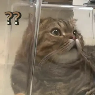 🐱 645398db ?? chat, points d'interrogation, curieux, animal de compagnie, animal domestique, animal telegram sticker