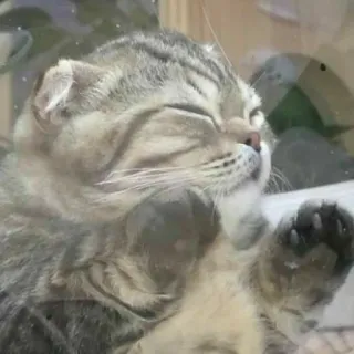 🐱 8881dfba chat, chaton, animal, animal de compagnie, mignon, félin telegram sticker