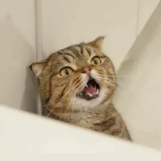 🐱 97db4d0f chat, animal, félin, animal de compagnie, mignon, en colère, effrayé telegram sticker