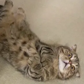 🐱 b4bd9418 chat, animal, animal de compagnie, drôle, mignon, chaton, chat domestique telegram sticker