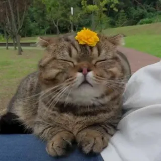 🐱 c7665c24 chat, animal, fleur, mignon, animal de compagnie, animal domestique telegram sticker