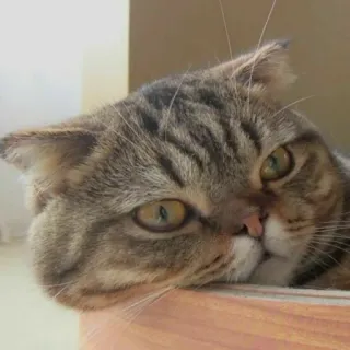 🐱 ee2c231d chat, animal, animal de compagnie, animal domestique, félin, mammifère telegram sticker