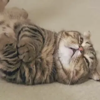 🐱 f39bfa97 chat, chaton, animal de compagnie, animal, dormir, mignon, domestique telegram sticker