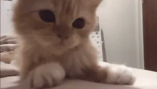 🌟 0abe2940 kot, kociak, rudy pręgowany, zwierzę, zwierzak whatsapp sticker