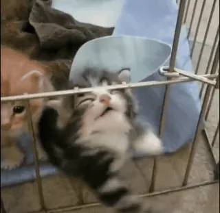 ❤️ 5fe64ecb kotek, kot, zwierzę, klatka, słodki, zwierzak whatsapp sticker