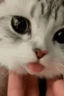 🐈 6d8436d4 kot, kociak, zwierzę, zwierzę domowe, słodki, język whatsapp sticker