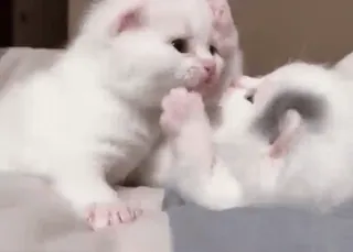 🐈 bb9d89e6 kocięta, koty, białe kocięta, słodkie, zwierzęta whatsapp sticker