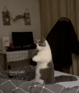 🐈 c08d38df HangSeed kot, zwierzę, zwierzę domowe, zwierzę domowe, stojący kot, słodki whatsapp sticker