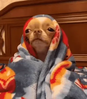 ❤ ed5502ae pies, chihuahua, koc, zwierzę domowe, zwierzę whatsapp sticker