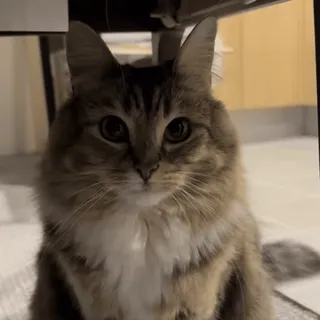 🌟 1564ffc8 cat, pet, animal, cute, domestic cat, fluffy telegram sticker