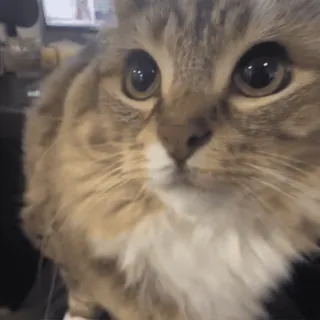 🌟 29f92cfc cat, pet, animal, cute, fluffy, domestic animal, mammal telegram sticker