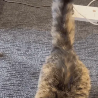 🌟 2af671b0 cat, animal, domestic cat, pet, mammal telegram sticker