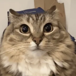 🌟 36d448d1 cat, animal, cute, pet, domestic cat, fluffy telegram sticker