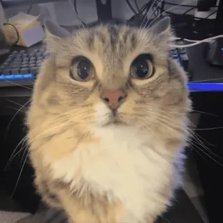 🌟 3b7edddb cat, animal, cute, pet, feline telegram sticker