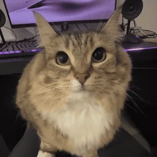 🌟 4e252871 cat, pet, animal, cute, domestic animal, feline telegram sticker