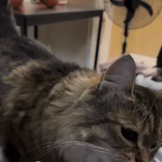 🌟 5cbb1eb6 cat, pet, animal, domestic cat, furry telegram sticker