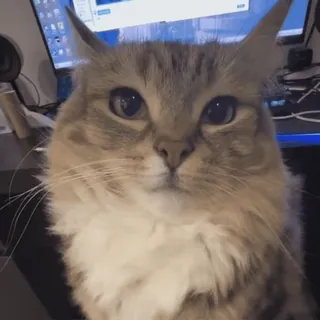 🌟 62743973 cat, domestic cat, animal, mammal, pet, feline telegram sticker