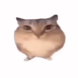 🌟 695a23c9 cat, animal, meme, cute, funny, dancing telegram sticker