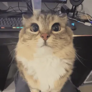 🌟 7a0b5a0e cat, cute, adorable, fluffy, pet, animal telegram sticker