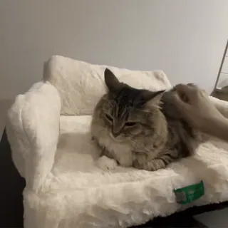 🌟 7e8c9094 cat, pet, animal, domestic animal, fur, sofa telegram sticker