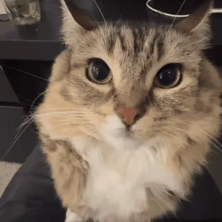 🌟 86f52d74 cat, pet, animal, cute, domestic cat, fluffy, mammal telegram sticker