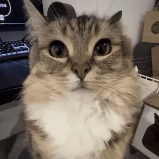 🌟 a2031f56 cat, pet, animal, cute, domestic cat, mammal telegram sticker