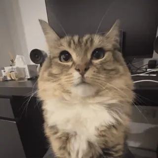 🌟 a571e6d1 cat, pet, animal, domestic cat, feline telegram sticker