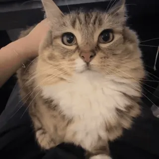 🌟 afec2520 cat, domestic animal, mammal, pet, fluffy, tabby telegram sticker