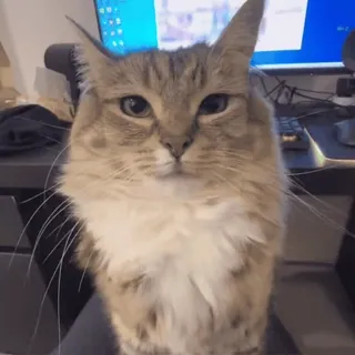 🌟 b8f4d637 cat, cute, domestic animal, feline, pet telegram sticker