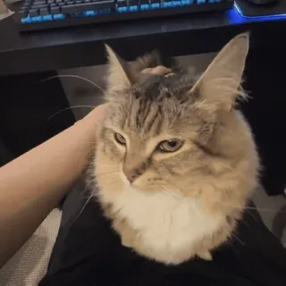 🤨 c9f52109 cat, animal, pet, domestic animal, furry, cute telegram sticker