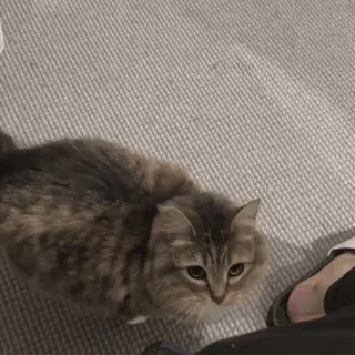 🌟 cfc275da cat, pet, animal, domestic cat, furry, feline telegram sticker