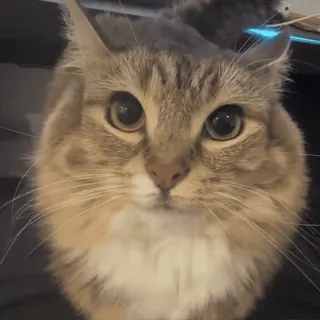 🌟 d0354263 cat, animal, pet, cute, feline, domestic telegram sticker