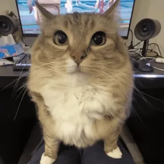 🌟 d148fae0 cat, animal, cute, pet, domestic, feline telegram sticker