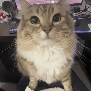 🌟 d6467550 cat, pet, animal, cute, domestic animal telegram sticker