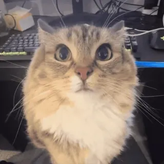 🌟 da455815 cat, cute, adorable, pet, animal, domestic, feline, kitten telegram sticker