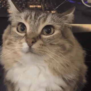 🌟 df1f3f4e cat, fluffy, cute, animal, pet, domestic telegram sticker