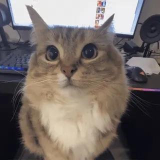 🌟 e7afe8d0 cat, cute, domestic animal, pet, feline, kitten telegram sticker