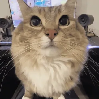 🌟 f21527da cat, animal, pet, mammal, cute, domestic telegram sticker